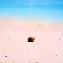 モルジブ イフル島 浜のヤシの実 ／ mj01-15b