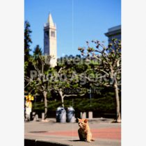 アメリカ サンフランシスコ 公園ねこ ／ sfcat01-105