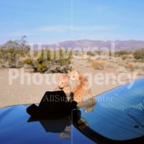アメリカ サンフランシスコ 砂漠と帽子と車とねこ ／ sfcat01-111