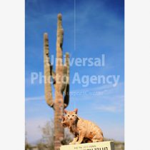 アメリカ 砂漠の箱の上のねこ ／ sfcat01-130