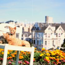 アメリカ サンフランシスコ 街並みを背にした花と二匹のネコたち ／ sfcat01-198