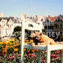 アメリカ サンフランシスコ 街並みを背にした花と二匹のネコたち ／ sfcat01-202
