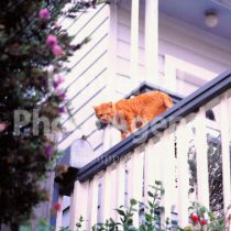 アメリカ サンフランシスコ テラスの上の猫 ／ sfcat01-31